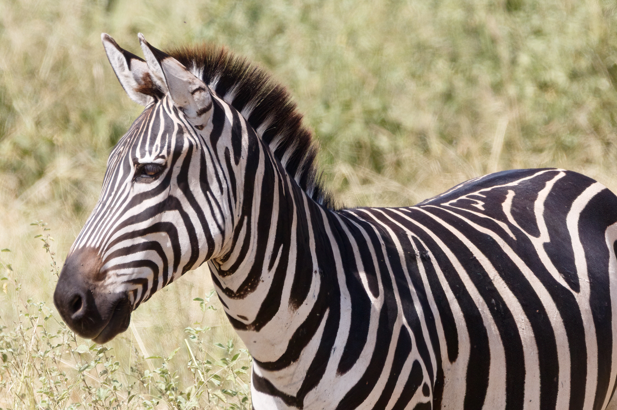 Zebra stepní
