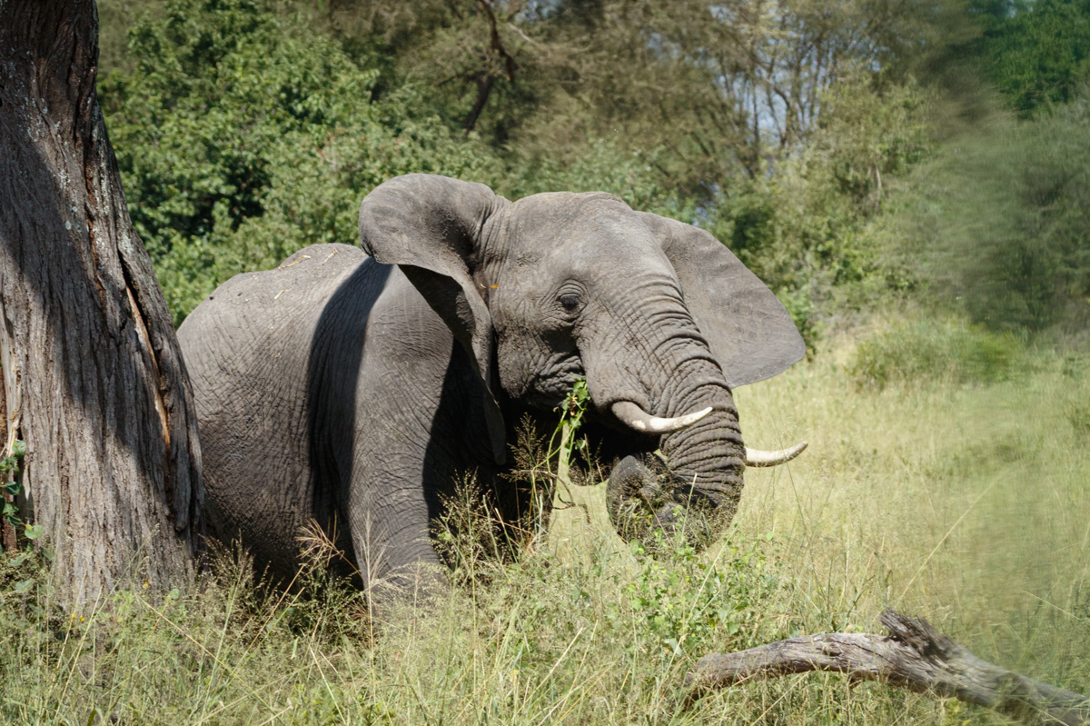 Slon africký 2