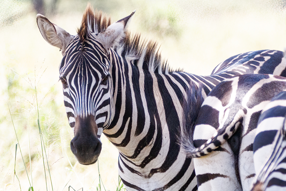 Zebra stepní 2