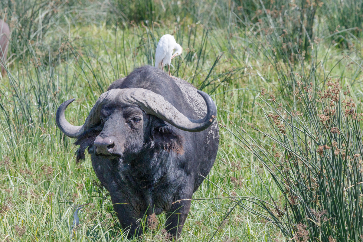 Bůvol africký
