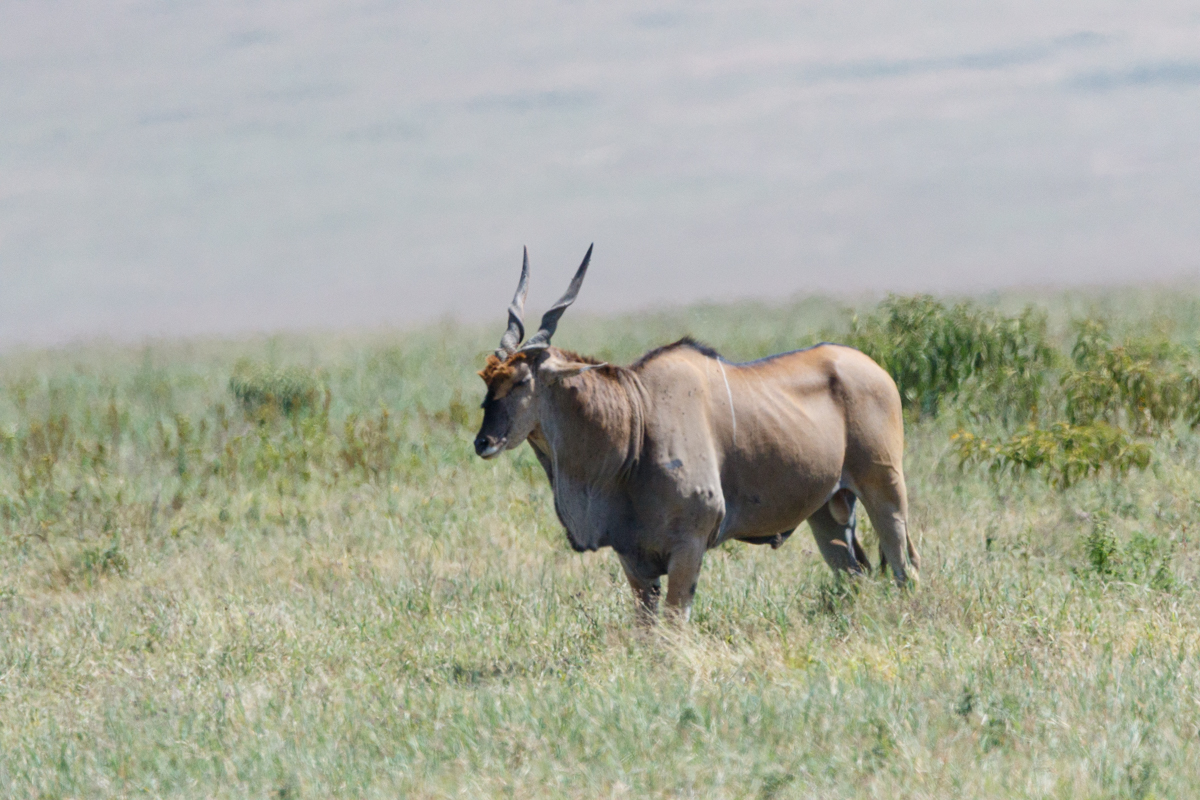 Antilopa Derbyho